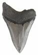 Bargain, Serrated Megalodon Tooth - South Carolina #48862-2